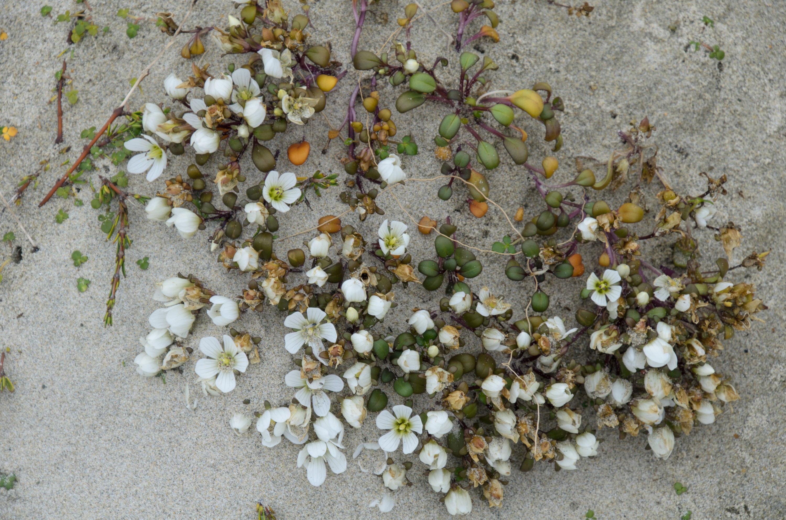 DSC_2090 – Adventure, Bay, Crispin, Gentian, Island, March 2017, Mason, Mason Bay, National Park, New, New Zealand, Rakiura, South, Stewart, Zealand